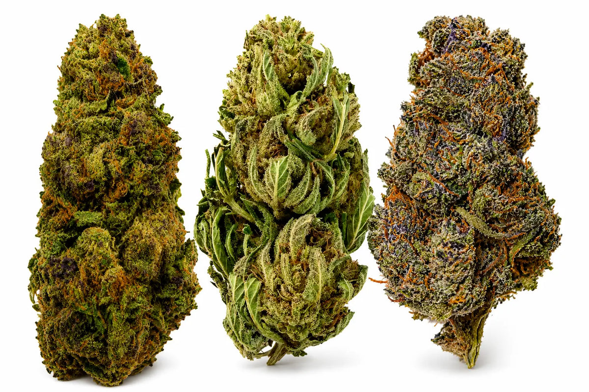 Trois fleurs de CBD premium