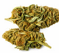 Fleur CBD Cheese – Vente au gramme | THC < 0,3% o cbd frais