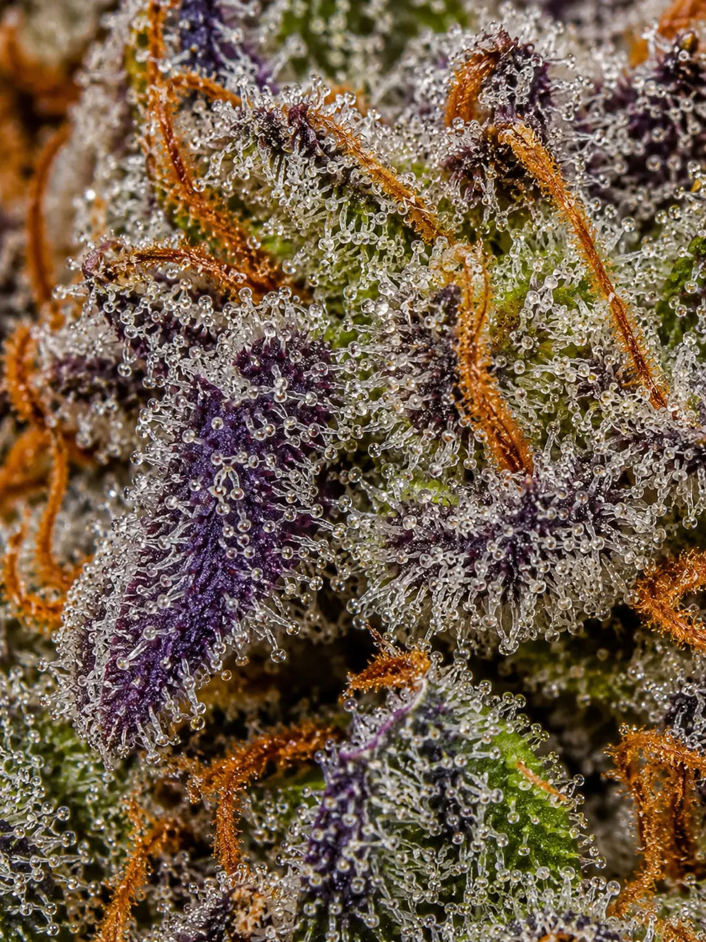 PURPLE KUSH (Vente au gramme)