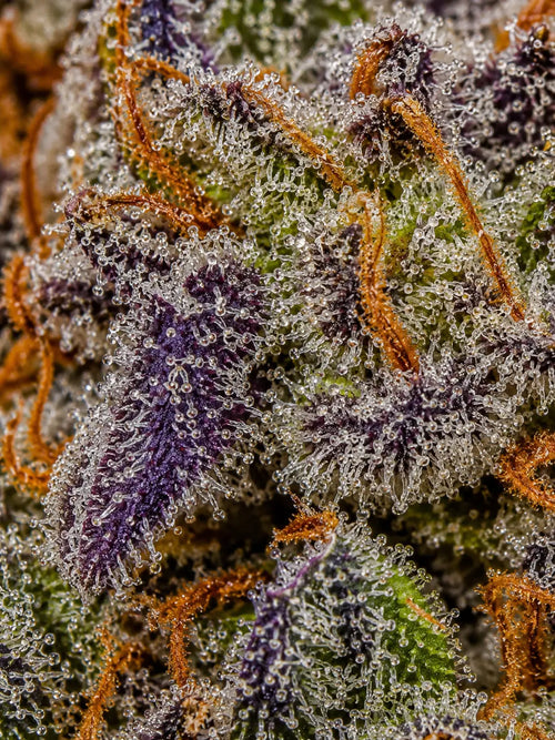 PURPLE KUSH (Vente au gramme)