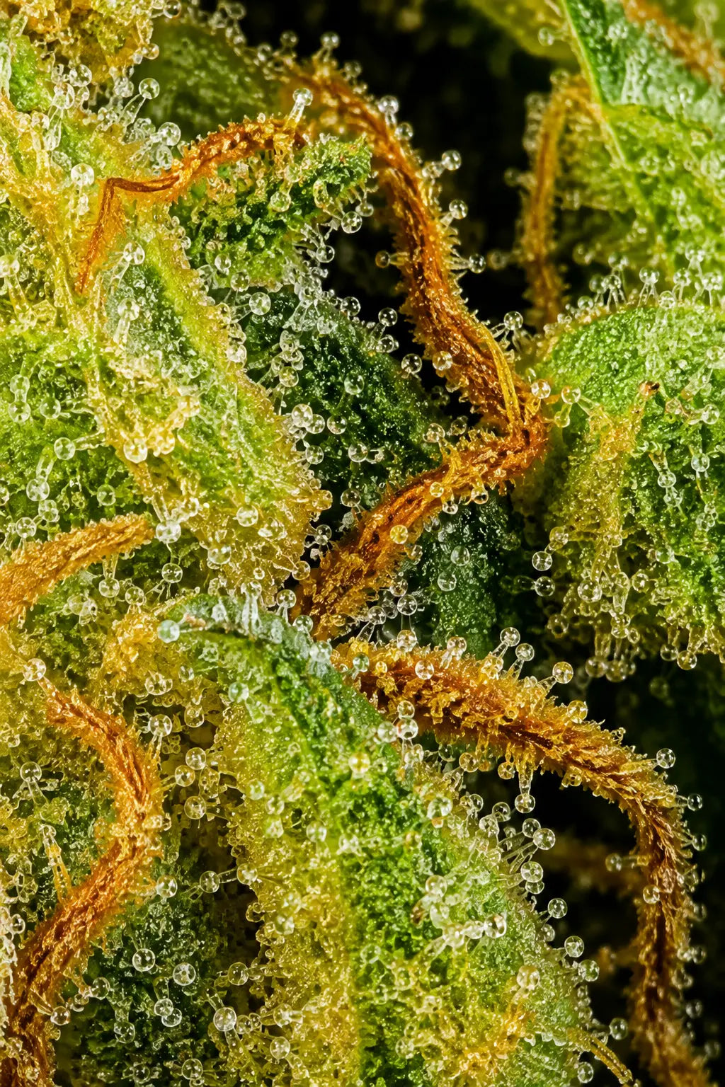 MAZAL (Vente au gramme) o cbd frais