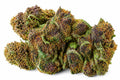 Fleur CBD Purple Kush – Vente au gramme | THC < 0,3% o cbd frais
