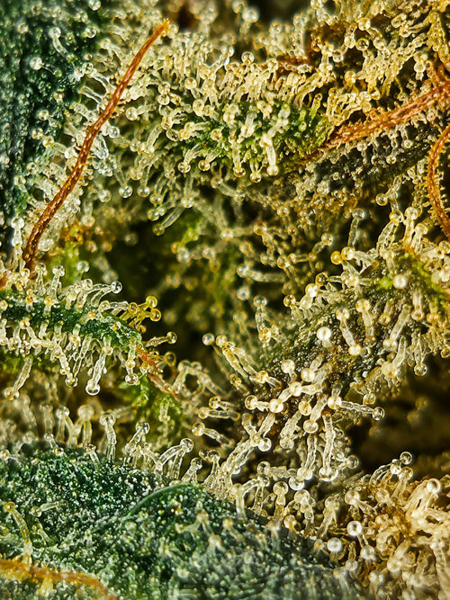 TANGIE CANDY (Vente au gramme)